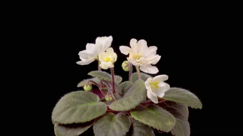 Time Lapse of Growing and Opening White Saintpaulia African Violet Stock Footage 220611503