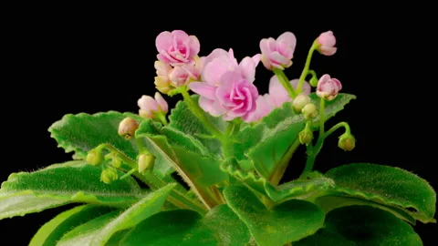 Time Lapse of Growing and Opening Pink Saintpaulia African Violet Stock Footage 222033416