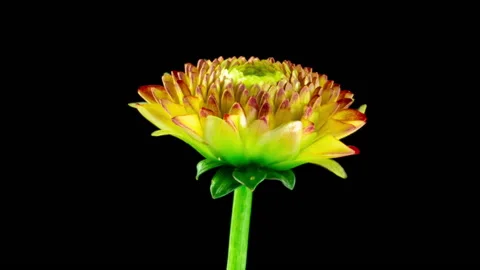 Time-lapse of growing and opening from yellow to red colorful dahlia georgine Stock Footage 222208742