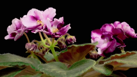 Time Lapse of Growing and Opening Magenta Saintpaulia African Violet Stock Footage 229394741