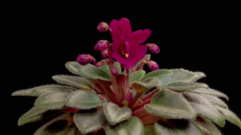Time Lapse of Growing and Opening Red Saintpaulia African Violet Stock Footage 232394098