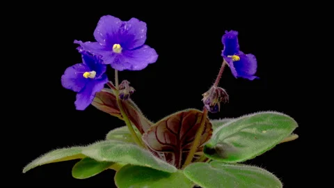 Time Lapse of Growing and Opening Blue Saintpaulia African Violet Stock Footage 237942811