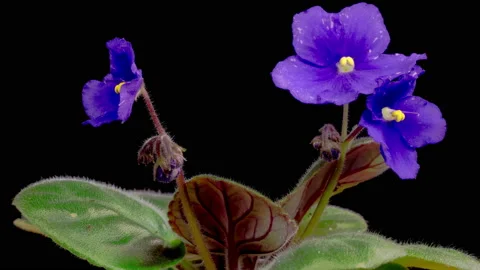Time Lapse of Growing and Opening Blue Saintpaulia African Violet Stock Footage 239261800