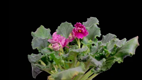 Time Lapse of Growing and Opening Pink Saintpaulia African Violet Stock Footage 256156291