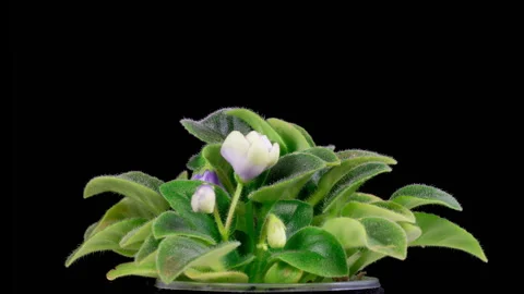 Time Lapse of Growing and Opening White Saintpaulia African Violet Stock Footage 256156351