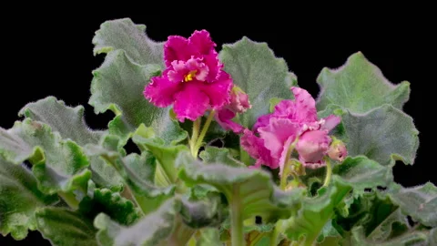 Time Lapse of Growing and Opening Pink Saintpaulia African Violet Stock Footage 257784666