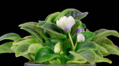 Time Lapse of Growing and Opening White Saintpaulia African Violet Stock Footage 257785257