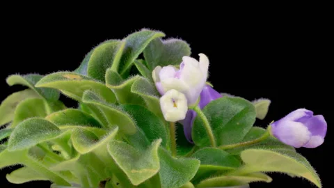 Time Lapse of Growing and Opening White Saintpaulia African Violet Stock Footage 261720324