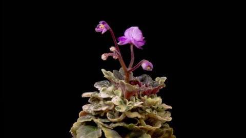 Time Lapse of Growing and Opening Violet Saintpaulia African Violet Stock Footage 263126875