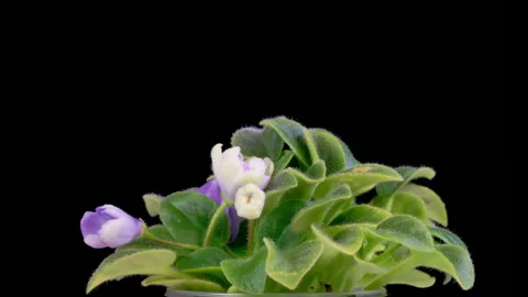 Time Lapse of Growing and Opening White Saintpaulia African Violet Stock Footage 263127067