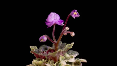 Time Lapse of Growing and Opening Violet Saintpaulia African Violet Stock Footage 264498602