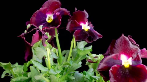 Time Lapse of Growing and Opening Black Voila Tricolor Stock Footage 267870217