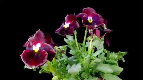 Time Lapse of Growing and Opening Black Voila Tricolor Stock Footage 270156137