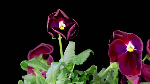 Time Lapse of Growing and Opening Black Voila Tricolor Stock Footage 271370599