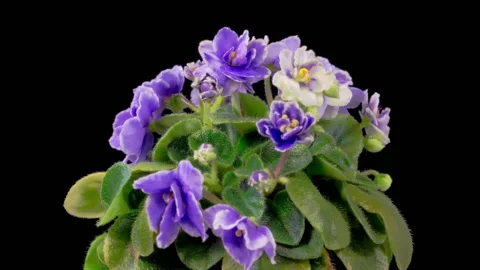 Time Lapse of Growing and Opening Blue Saintpaulia African Violet Stock Footage 271371517