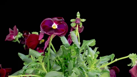 Time Lapse of Growing and Opening Black Voila Tricolor Stock Footage 273575148