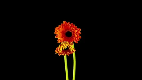 Time-lapse of growing and opening orange gerbera flower isolated on black Stock Footage 274463948