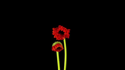 Time-lapse of growing and opening red gerbera flower isolated on black Stock Footage 284771753