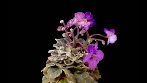 Time Lapse of Growing and Opening Violet Saintpaulia African Violet Stock Footage 287329198