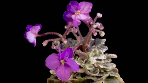Time Lapse of Growing and Opening Violet Saintpaulia African Violet Video stock 288988210