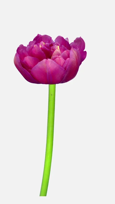 Time lapse of growing and opening pink tulip, vertical orientation Stock Footage 291387233