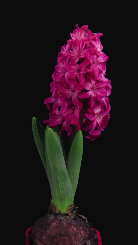 Time lapse of growing and opening red hyacinth flower, vertical orientation Stock Footage 292764213