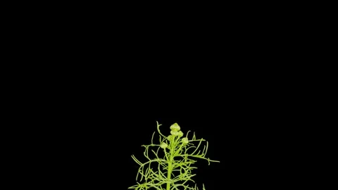 Time lapse growing and opening flowers of chamomile Stock Footage 294969540