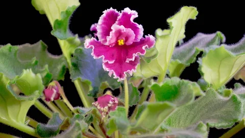 Time Lapse of Growing and Opening Pink Saintpaulia African Violet Video stock 297199592