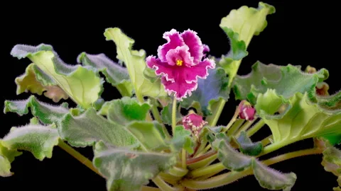 Time Lapse of Growing and Opening Pink Saintpaulia African Violet Stock Footage 299597793