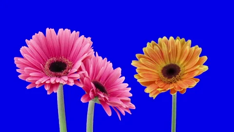 Time lapse of growing and opening orange and pink gerbera flowers on blue CHROMA Stock Footage 304317281