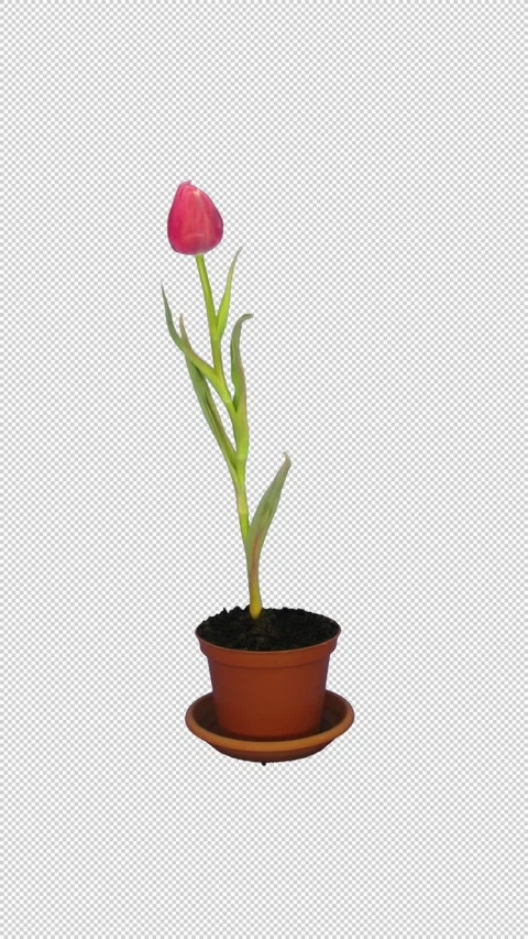 Time lapse of growing and opening red tulip in a pot with ALPHA channel Stock Footage 325385573