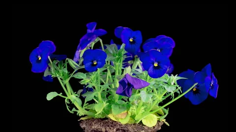 Time Lapse of Growing and Opening Blue Voila Tricolor Stock Footage 333128440
