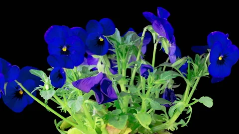 Time Lapse of Growing and Opening Blue Voila Tricolor 스톡 동영상 334081312