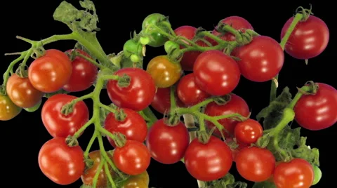 Time-lapse of growing and ripening tomato, RGB + ALPHA matte Stock Footage 66199040
