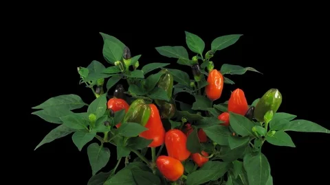 Time-lapse of growing and ripening orange Bell pepper, ALPHA channel Stock Footage 70978801