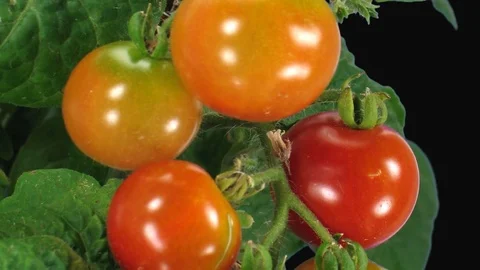 Time-lapse of growing and ripening tomato with ALPHA channel Stock Footage 76946902