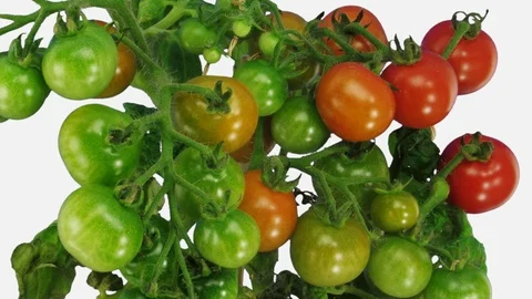 Time-lapse of growing and ripening tomato vegetables with ALPHA channel Stock Footage 90358002