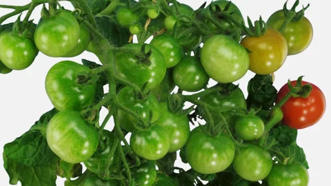 Time-lapse of growing and ripening tomato vegetables, 2K with ALPHA channel Stock Footage 135800546