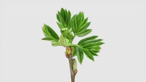 Time lapse of growing Aronia branch with ALPHA channel 스톡 동영상 331821172