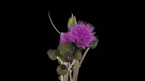 Time-lapse of growing artichoke vegetable in RGB + ALPHA matte format Stock-Footage 65205597