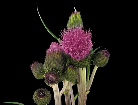 Time-lapse of growing artichoke vegetable, 2K with ALPHA channel Stock Footage 100243271