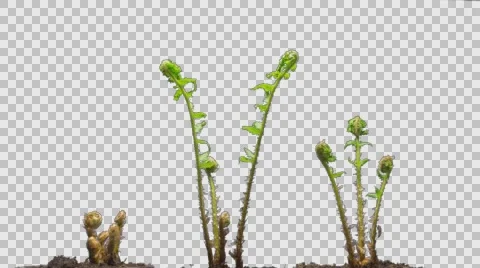 Time-Lapse Of Growing Baby Fern Plants With Alpha Matte Stock Footage