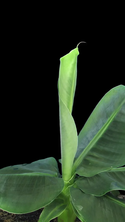 Time lapse of growing banana tree, vertical orientation Stock Footage 304951683