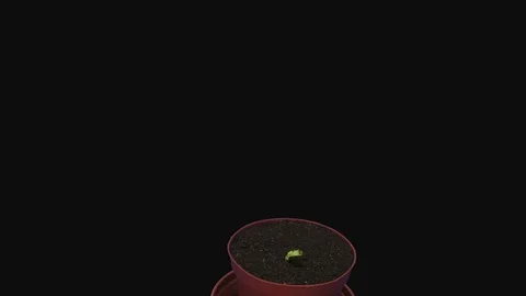 Time-lapse of growing bean Karmazyn seeds in RGB + ALPHA matte format Stock Footage 127409687