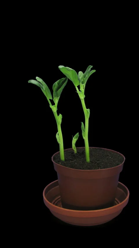 Time lapse of growing bean Karmazyn seeds, vertical orientation Stock-Footage 320833494