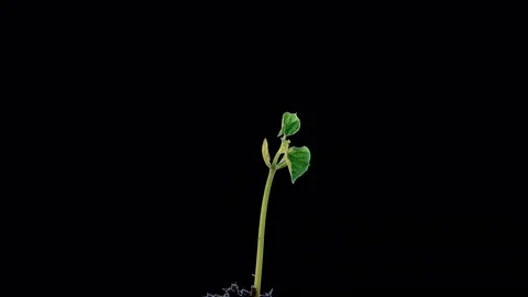 Time-Lapse Of Growing bean Plants 76439659
