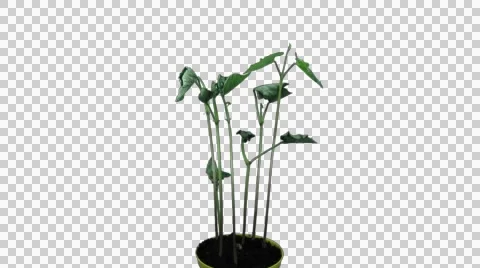 Time-lapse of growing beans, 4K with ALPHA channel Stock Footage 49669103