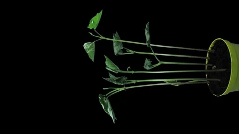 Time-lapse of growing beans in RGB + ALPHA matte format, vertical Stock Footage 106434377