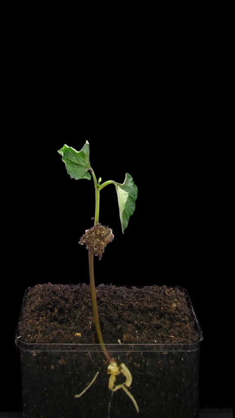 Time lapse of growing beans, vertical orientation Stock Footage 335925665