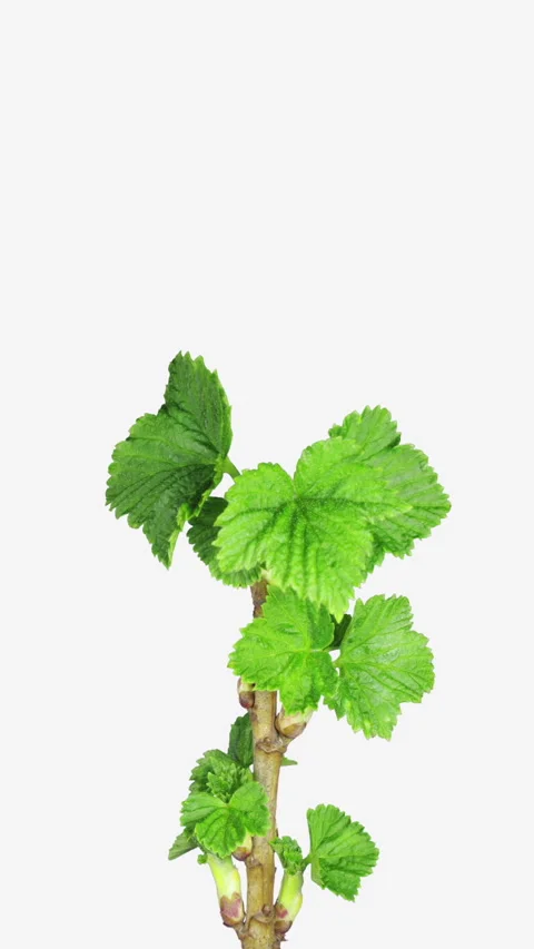 Time lapse of growing black currant branch, vertical orientation Stock-Footage 291623071